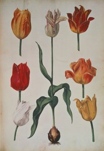 Tulipaner: fra Samling af blomster hentet fra naturen (Samling af blomster hentet fra naturen) c.1630